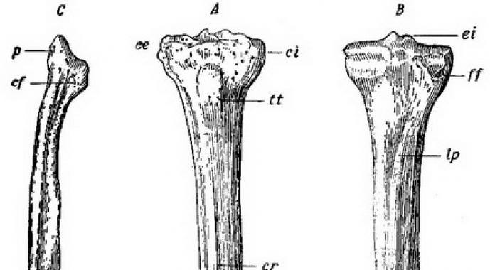 Большеберцовая кость: где находится, строение, анатомия Большеберцовая кость где находится