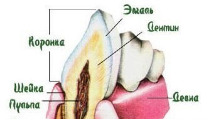 Методы регенерации новых зубов у человека: выращивание по Шичко, Норбекову и с помощью современных технологий
